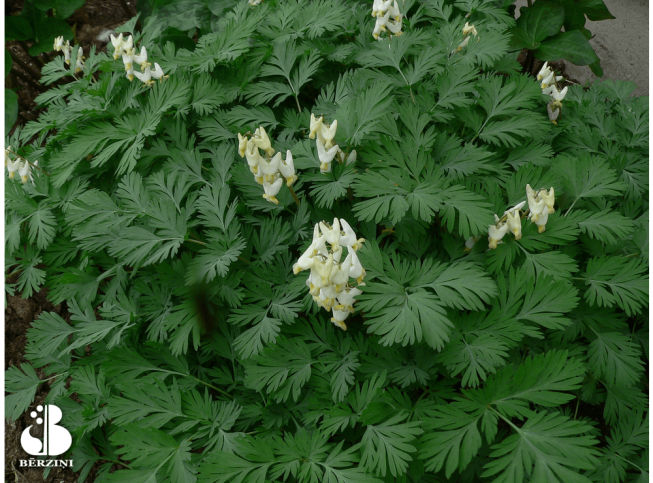 Dicentra cucullaria